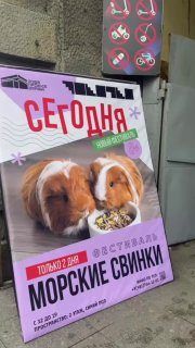 «Морские свинки Фест» — фото 2