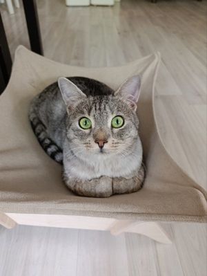 Мастер-класс по росписи керамического котика — фото 3