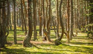 Куршская коса и орнитологическая станция — фото 2