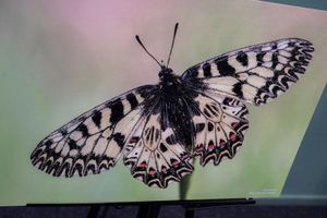 Выставка лучших работ участников «Школы фотонатуралиста» и победителей фотоконкурса «Нижегородская природа» — фото 6