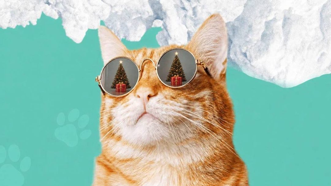 Афиша: Зимняя выставка кошек