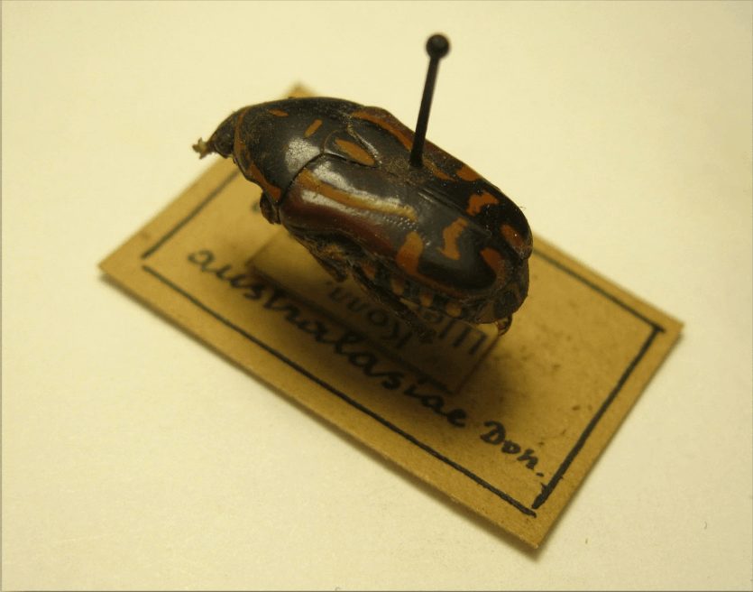 Афиша: Виртуальная выставка «Insecta magna et bellissima»