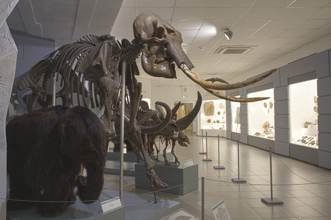 Афиша: Постоянная экспозиция Музея природы