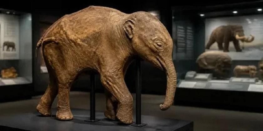 Афиша: Выставка «40000 лет и зим. Долгий сон мамонтенка Любы»