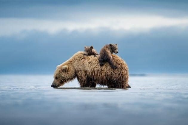 Афиша: Час доброты «На страницах Красной книги»