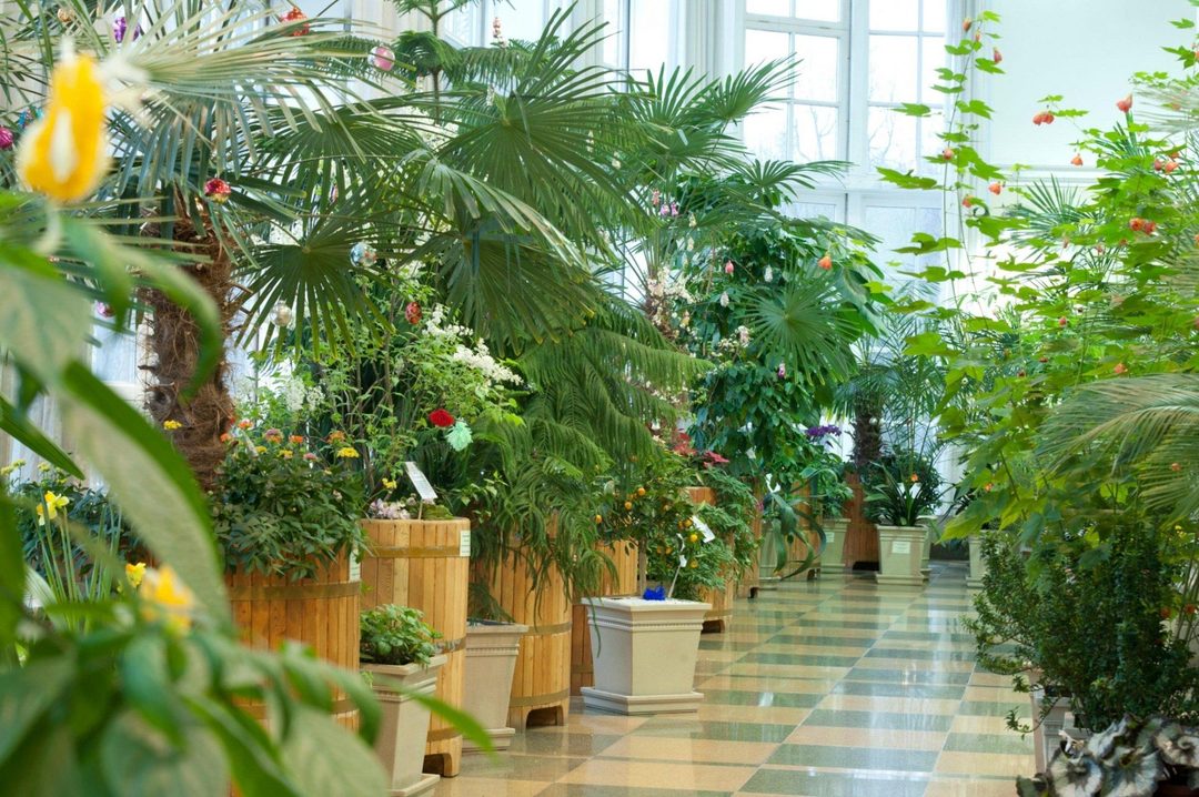 Афиша: Сборная экскурсия по оранжерее