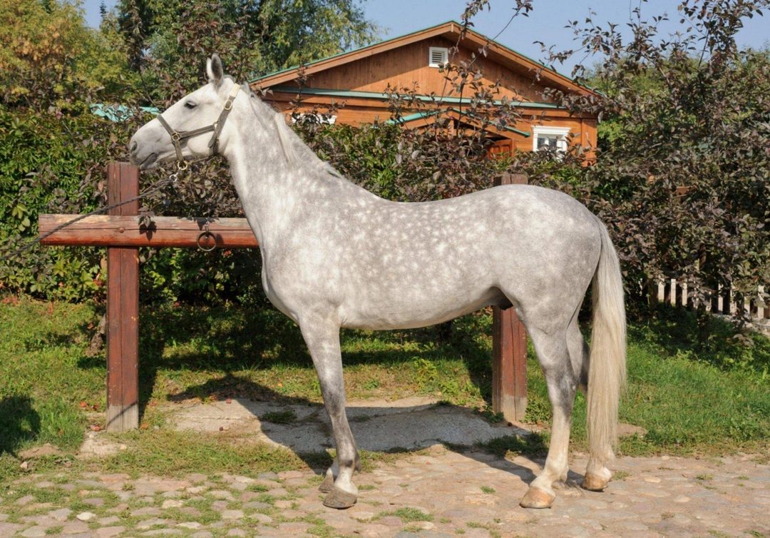 Афиша: Экскурсия по Конюшенному двору