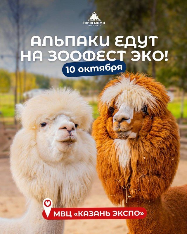 Афиша: Участие альпак в фестивале ЗООФЕСТ ЭКО (зона «Бестиарий ЗооАфиши»)