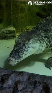 Афиша: Кормление крокодилов на экспозиции «Водные рептилии»