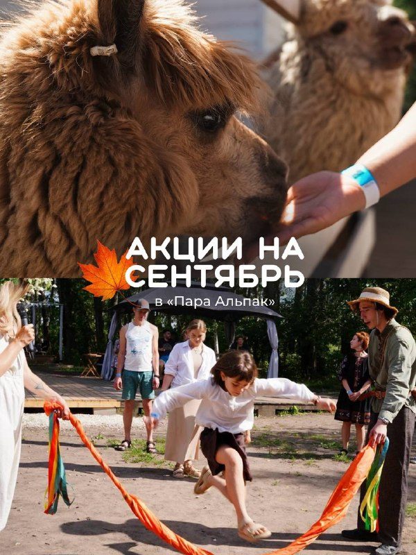 Афиша: Альпакотерапия