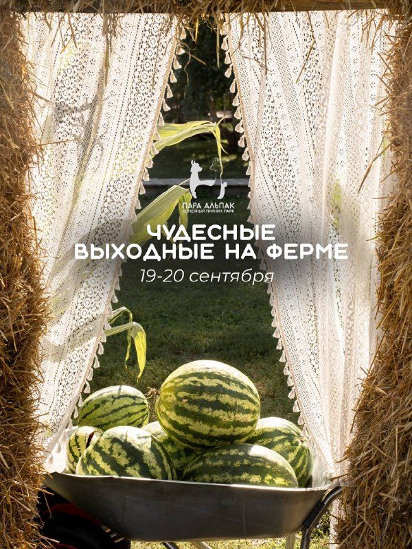 Афиша: Мастер-класс по созданию сквишей