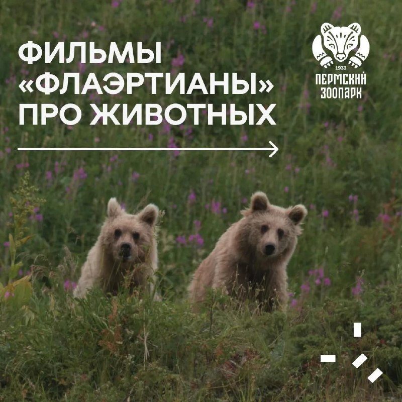 Афиша: Время котов