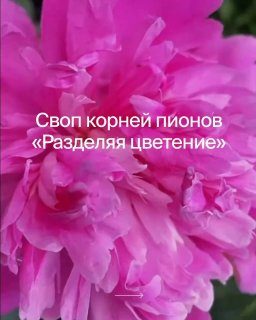 Афиша: Своп корней пионов «Разделяя цветение»